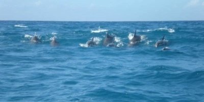 Dolphins Tour at Mnemba Island