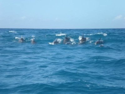 Dolphins Tour at Mnemba Island