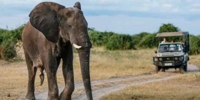 Game Drive & Rhino Walking Safari in Mosi-oa-Tunya National Park.