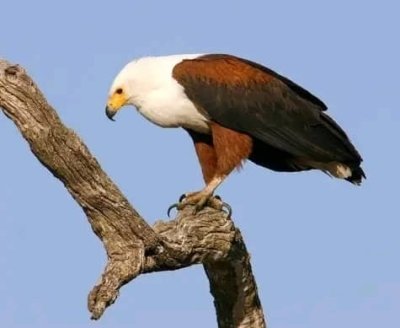 Game Drive & Rhino Walking Safari in Mosi-oa-Tunya National Park.