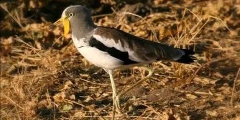 Zambezi River Birding Safari – Livingstone, Zambia