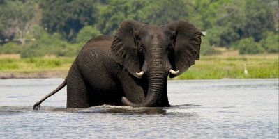 Chobe Day Trip from Victoria Falls