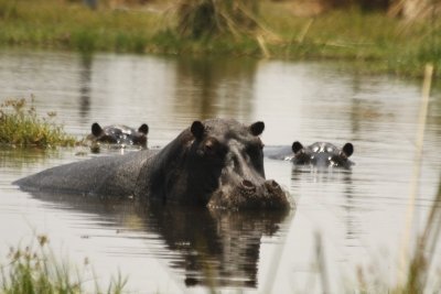 Kavango Trail
