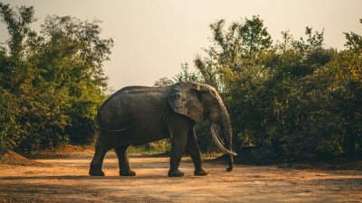 3-Day Wildlife Safari in Mole National Park Ghana