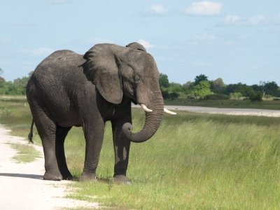 5-Day Delta and Wilderness Safari