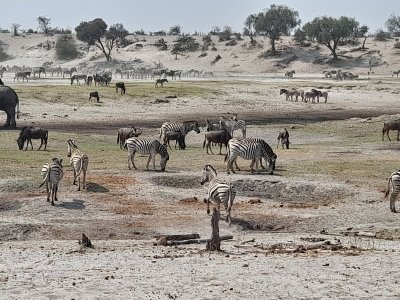 5-Day Salt Pan and Baines Baobabs Explorer