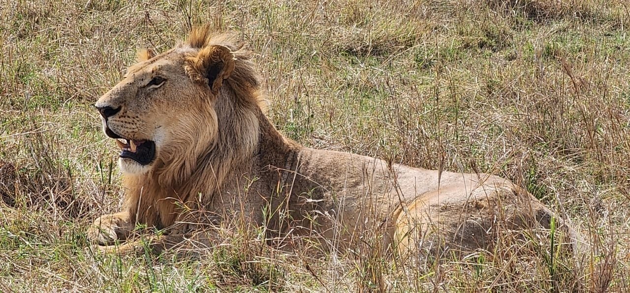 5 Day Kenya Safari to Mt Kenya Lake Nakuru Maasai Mara 5 Day Kenya Safari to Mt Kenya Lake Nakuru Maasai Mara