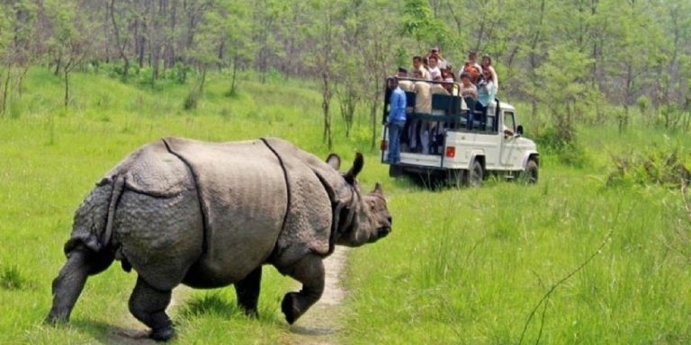 From Kathmandu/Pokhara: 3-Day Chitwan Jungle Safari Tour