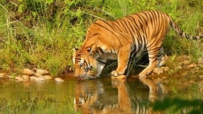 From Kathmandu/Pokhara: 3-Day Chitwan Jungle Safari Tour