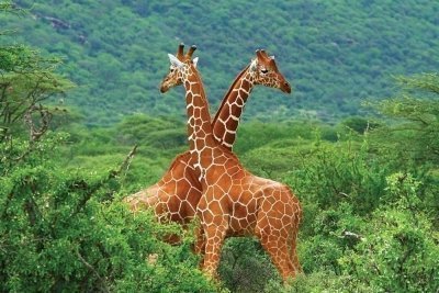 6 Days Luxury Kenya Safari Nakuru & Masai Mara|Jadi Safaris