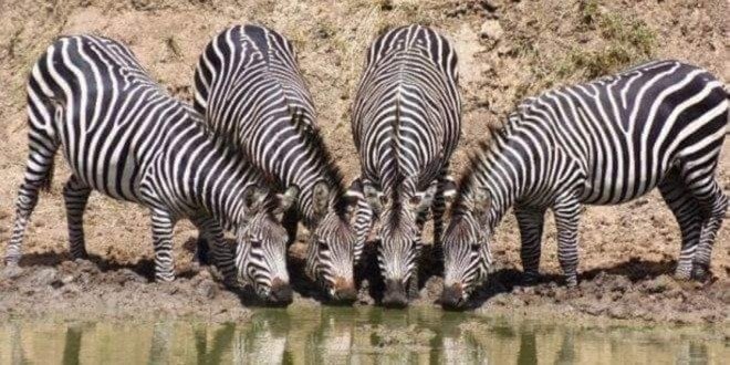 7 Days through Samburu, Ol Pejeta, Nakuru & Amboseli