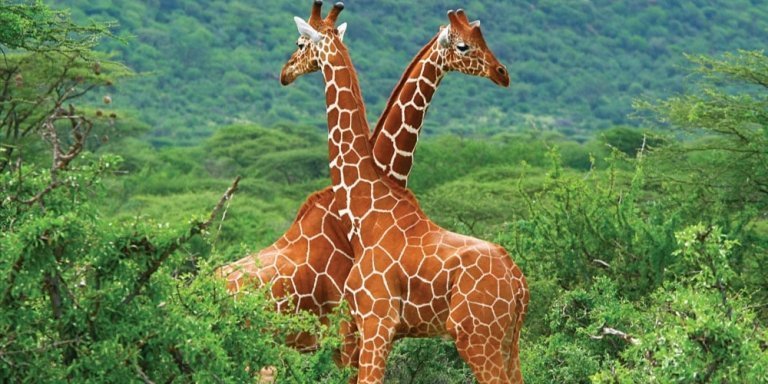 7 Day Kenya Safari | Samburu, Ol Pejeta, Naivasha & Maasai Mara