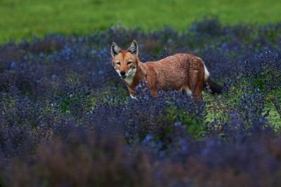 5 Day Bale Mountain Trekking Tour