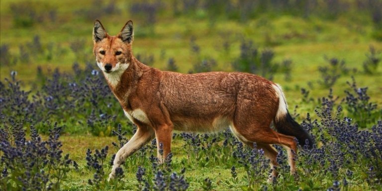 5 Day Bale Mountain Trekking Tour