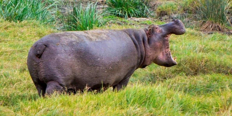 4-Day Magical Kenya Safari: Maasai Mara  &  Lake Nakuru