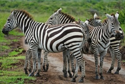 Luxury 5 Days Kenya Safari  – Masai Mara, L Nakuru & L Naivasha