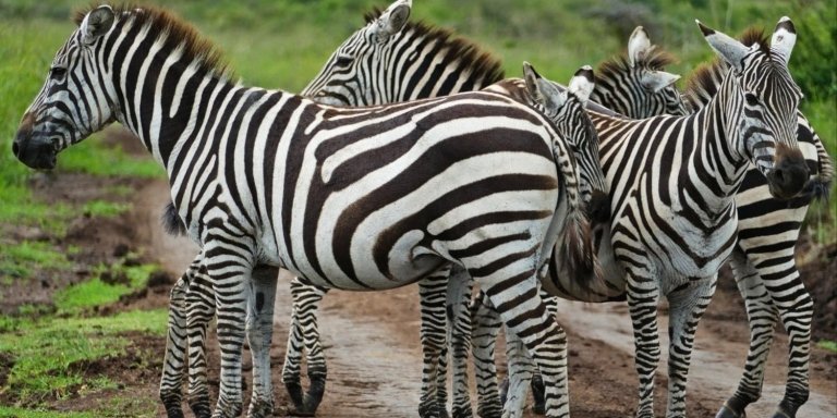 3-Day Maasai Mara Luxury Private Safari from Nairobi