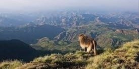 11-Day Tour Gonder, Simien Mountain, Danakil & Omo Valley