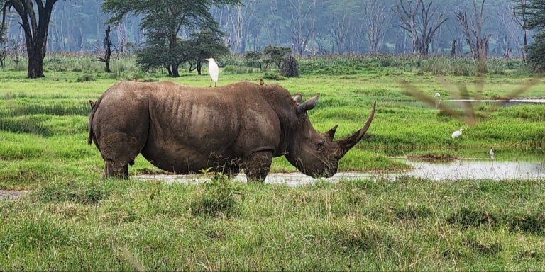 5 Days Masai Mara L Nakuru & Naivasha Group Joining|Jadi Safaris