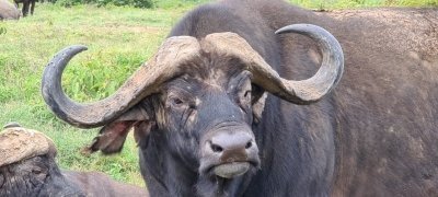 5 Days Masai Mara L Nakuru & Naivasha Group Joining|Jadi Safaris