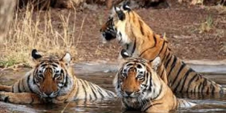 Royal Rajasthan 3 Days Jaipur & Ranthambore Tiger Safari Tour