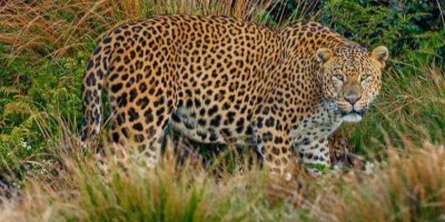 5 Day Luxury Kenya Tour |Maasai Mara,L Nakuru|Jadi Safari