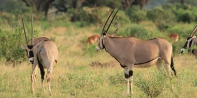 3 Day samburu safari in Kenya |Jadi Safaris