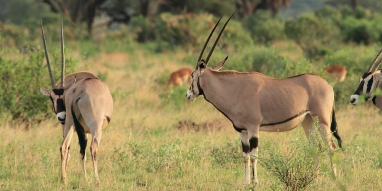 3 Day samburu safari in Kenya |Jadi Safaris