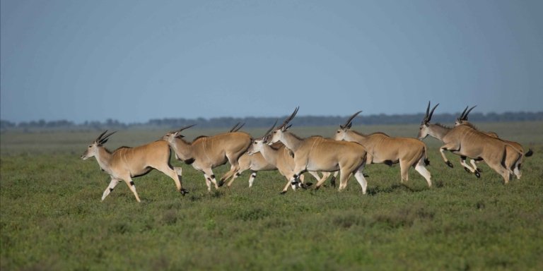2 Days - Tarangire & Ngorongoro Crater