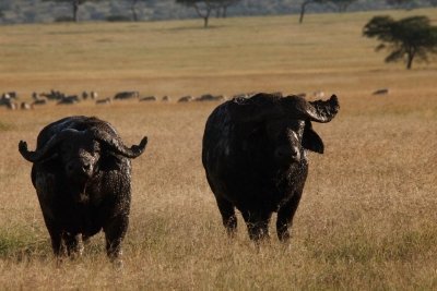 2 Days - Tarangire & Ngorongoro Crater