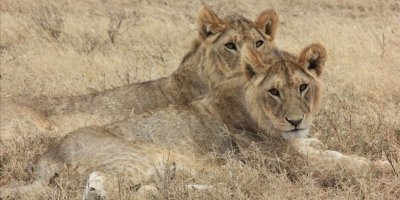 3 Days - Ruaha National Park