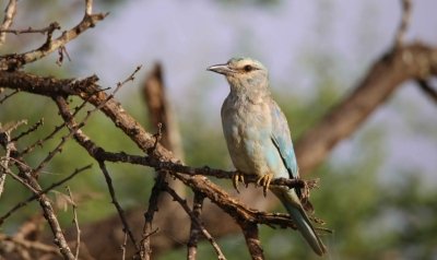 3 Days - Ruaha National Park