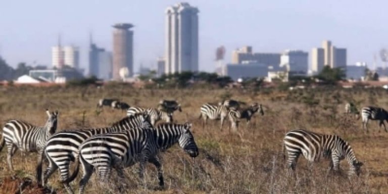 Nairobi Day-Tour - National Park, Baby Elephant & Giraffe Center