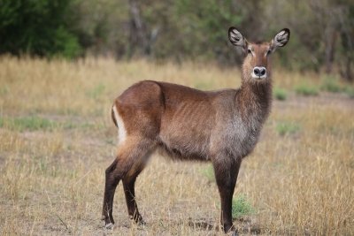 5 Days - Best of Tanzania Wild Adventure