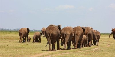 4 Days - Private Midrange Tanzania wildlife Safari