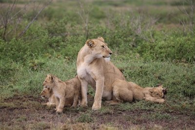 4 Days - Private Midrange Tanzania wildlife Safari