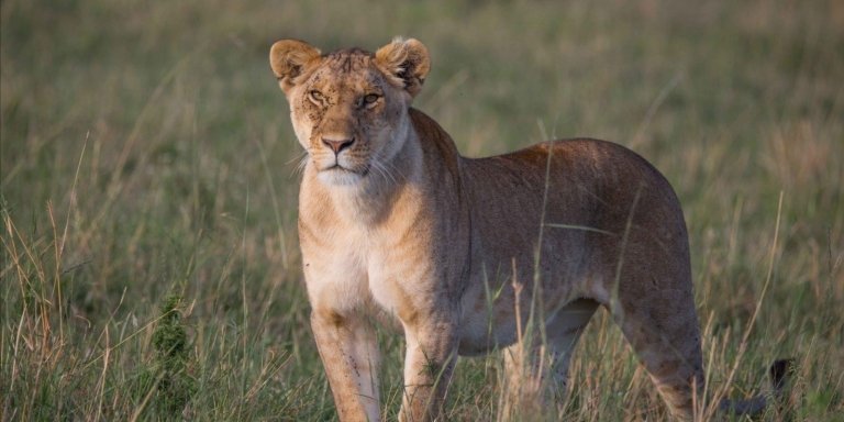 3 Days - Tarangire, Ngorongoro Crater & Manyara