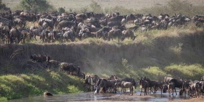 7 Days - Northern Tanzania’s great wildlife