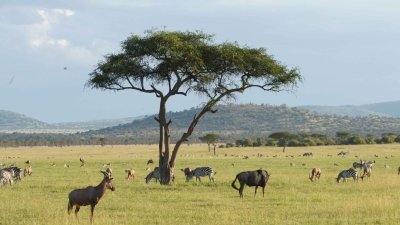 7 Days - Northern Tanzania’s great wildlife