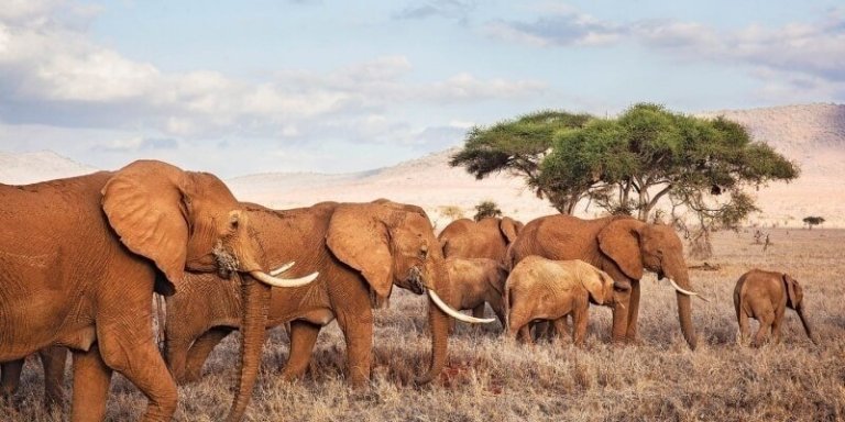 Tarangire & Ngorongoro Camping Safari