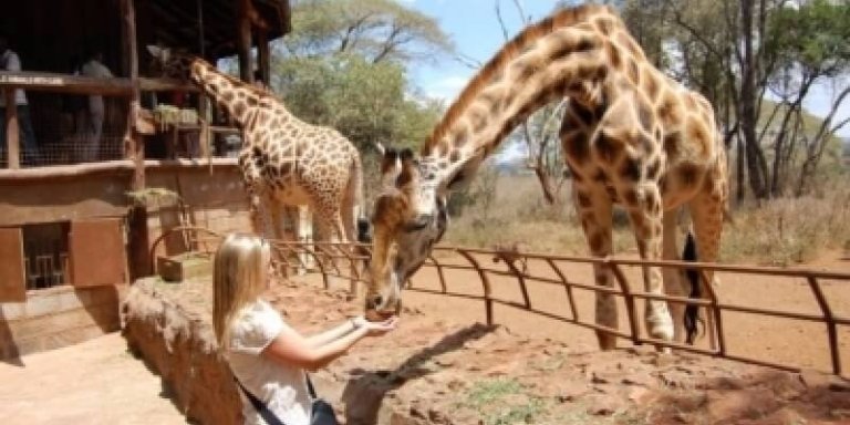 Half-Day Baby Elephant and Giraffe Experience in Nairobi
