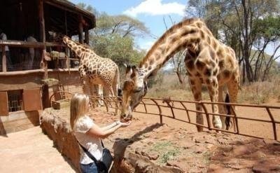 Half-Day Baby Elephant and Giraffe Experience in Nairobi