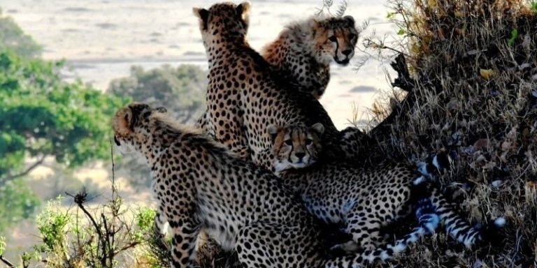 Lake Manyara, Tarangire, Ngorongoro Camping Safari