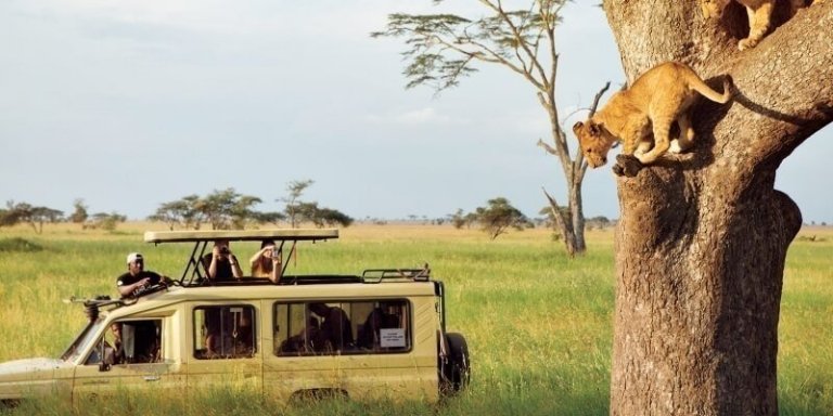 Lodge Safari in Serengeti, Ngorongoro, Tarangire, & Manyara