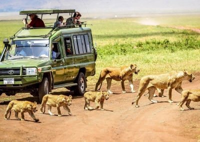 Lodge Safari in Serengeti, Ngorongoro, Tarangire, & Manyara