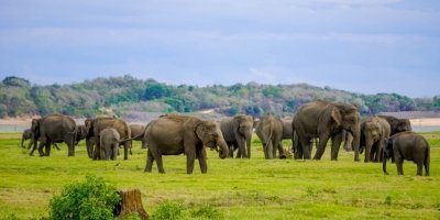 Sri Lanka: 4-Day Minneriya, Polonnaruwa, and Pasikuda Tour