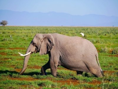 8 Days Northern circuit Tanzania safari