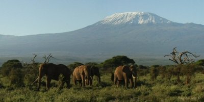 Kenya Safari Legends: 10 Days of Wildlife & Culture