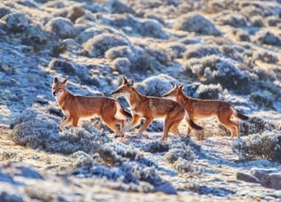 4-Day Bale Mountain Trekking and Wild Life Tour