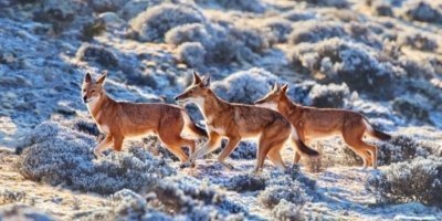 4-Day Bale Mountain Trekking and Wild Life Tour